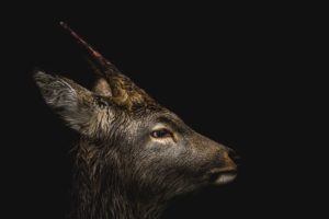 写真家・井上浩輝さん解説！野生動物の撮り方Vol.2「エゾシカ」をかっこよく撮るには