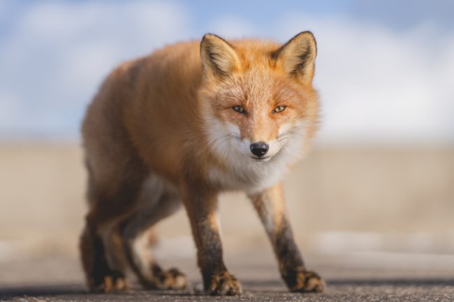 写真家・井上浩輝さん解説！野生動物の撮り方Vol.4「カメラ」の選び方とおすすめ機材