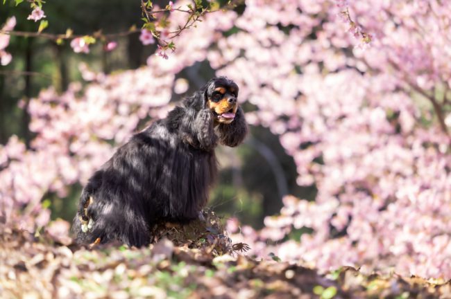ペット写真家・中村陽子先生が愛犬撮影のレンズ選びのお悩みを解決!50/85/135/70-200mmの違いと選び方、使い方