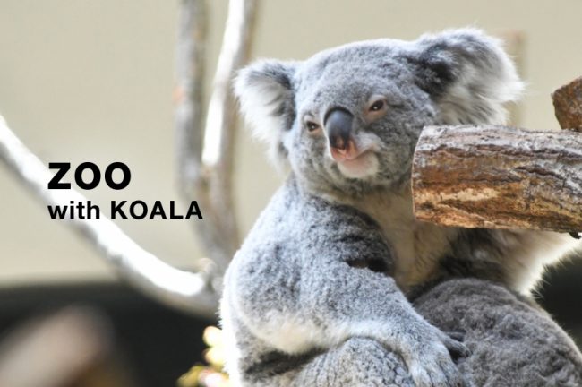 コアラがいる日本の動物園は7ヶ所!撮影のコツも解説