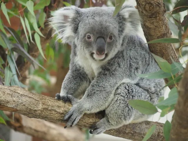 コアラ様確認用♡