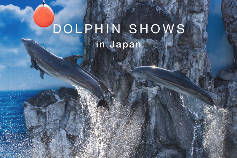 イルカショー水族館