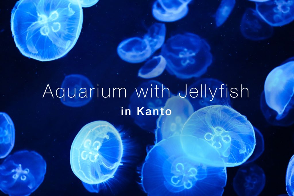 関東でクラゲがおすすめの水族館