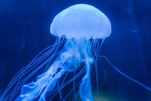 水族館 クラゲアクアリウム オールナイトカモスイ くらげまみれ 224 ル
