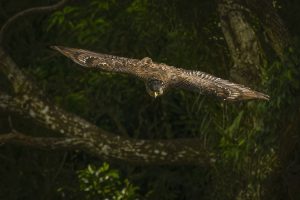 写真家・田中雅美さん解説！野鳥の撮り方Vol.1「野鳥撮影の基本と心構え」