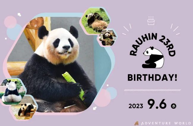 HAPPY PANDA FES ２０２３ お母さんパンダ「良浜（らうひん）２３歳」の誕生会 ２０２３年９月２日（土）～９月６日（水・休園日）
