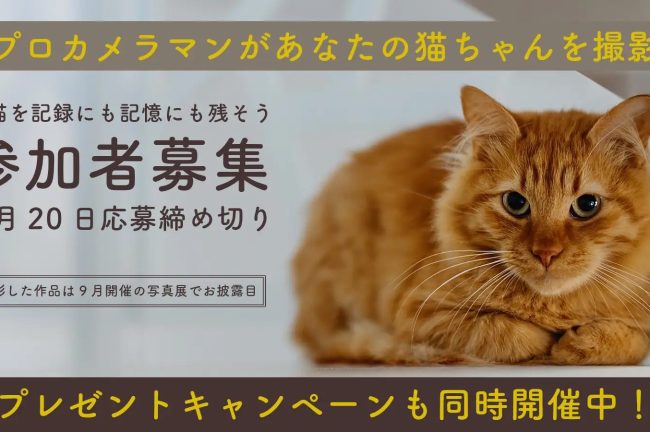 「ねこの認知症 写真展」9月に都内で開催！アンケートに答えると、プロカメラマンがあなたの愛猫を撮影