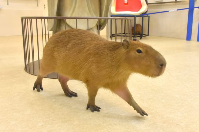 「アニタッチイオンモール土浦」で初めて！カピバラの赤ちゃんが2頭誕生♪