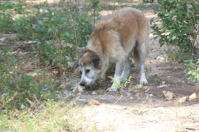 動物愛護議員連盟PT　環境省、狩猟鳥獣ノネコ、ノイヌ断定の実例なしと回答