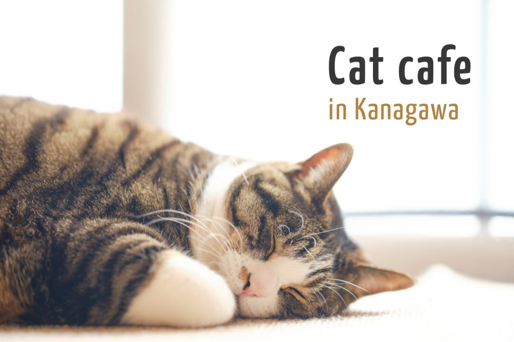 神奈川県でおすすめの猫カフェ