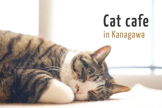 神奈川県でおすすめの猫カフェ10選!抱っこができる人懐っこい猫や保護猫カフェも紹介