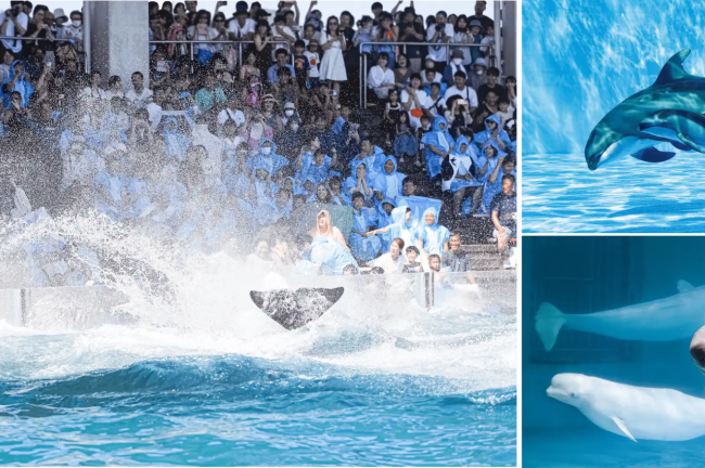 【鴨川シーワールド】2023年9月6日(水)から‟シャチの「サマースプラッシュ」”がアンコール！開業記念「半額割引」も実施
