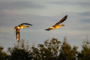 【PR】『SIGMA 100-400mm F5-6.3 DG DN OS|Contemporary フジフイルムXマウント』レビュー!写真家・田...
