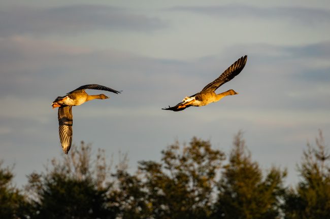 【PR】『SIGMA 100-400mm F5-6.3 DG DN OS|Contemporary フジフイルムXマウント』レビュー!写真家・田中雅美さんが野鳥を撮影