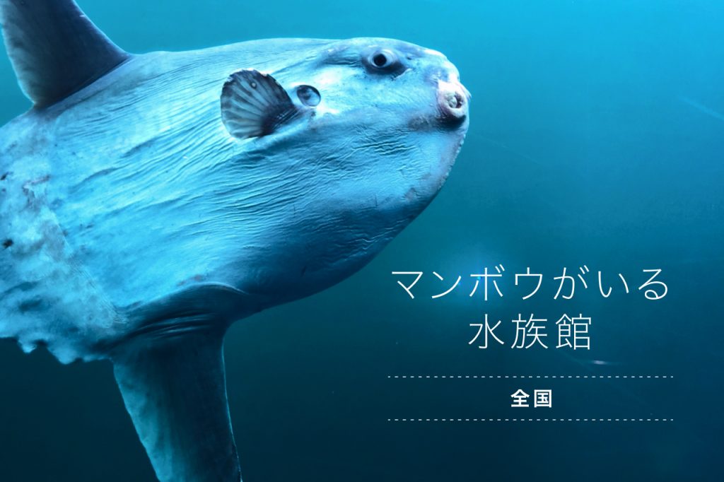 マンボウが見られる水族館