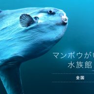 マンボウがいる全国の水族館6選！関東なら3水族館で見られる