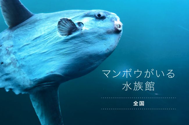 マンボウがいる全国の水族館6選！関東なら3水族館で見られる