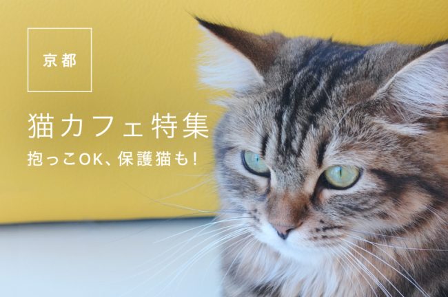 京都府でおすすめの猫カフェ10選!抱っこOK店や保護猫カフェも紹介