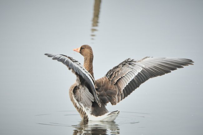 マガン